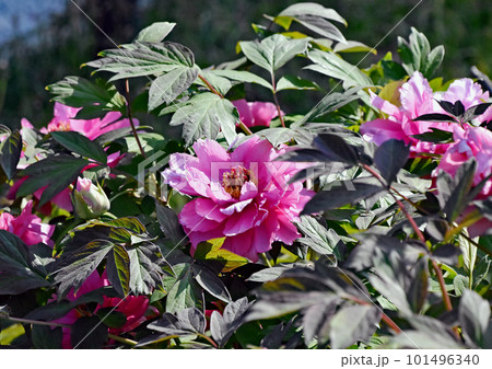 優雅で大輪な花牡丹「紫雲殿」 幾重もの重なり合うピンクの花びらと黄色のおしべが美しい 優雅で大輪な花牡丹「紫雲殿」 幾重もの重なり合うピンクの花びらと黄色のおしべが美しい 101496340