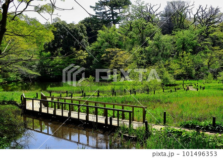 国立科学博物館附属自然教育園 国立科学博物館附属自然教育園 101496353