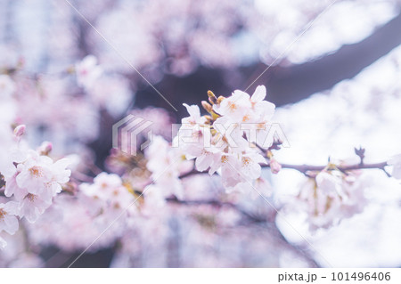春の陽光に輝く桜 春の陽光に輝く桜 101496406