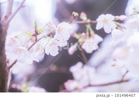 春の陽光に輝く桜 101496407