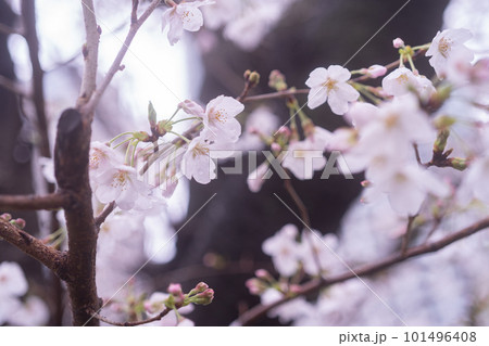 春の陽光に輝く桜 101496408