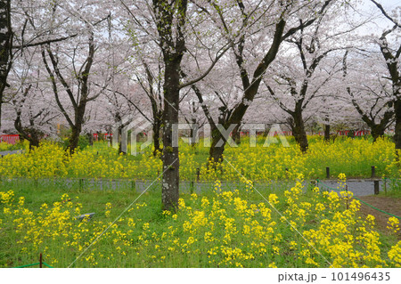 満開の桜と菜の花が咲き誇る京都市平野神社の桜苑 101496435