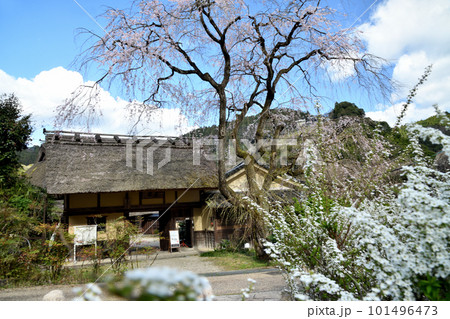 堀家住宅 賀名生皇居跡のシダレザクラ　【奈良県五條市西吉野町賀名生】 101496473