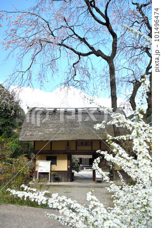 堀家住宅 賀名生皇居跡のシダレザクラ 【奈良県五條市西吉野町賀名生】 堀家住宅 賀名生皇居跡のシダレザクラ 【奈良県五條市西吉野町賀名生】 101496474