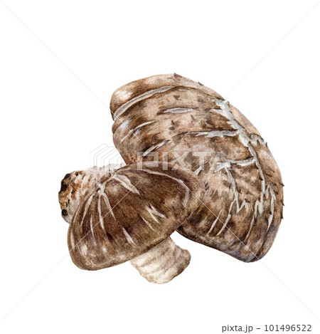 Shitake mushroom group. Watercolor illustration. Hand painted Lentinula edodes fungi element. Shitake fresh mushroom hand drawn single image. Organic natural vegan food ingredient. White background 101496522