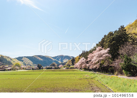 桜咲き山の木々が萌える春の里山と青空の飛行機雲の風景 a-2 ライトカラー 桜咲き山の木々が萌える春の里山と青空の飛行機雲の風景 a-2 ライトカラー 101496558