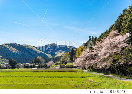 桜咲き山の木々が萌える春の里山と青空の飛行機雲の風景　b-1 101496563
