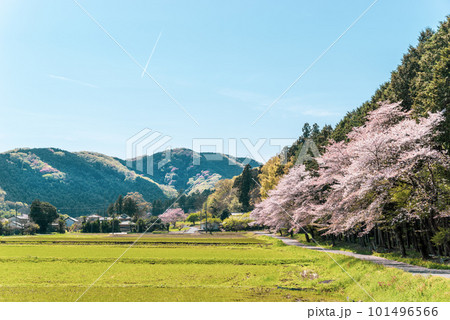 桜咲き山の木々が萌える春の里山と青空の飛行機雲の風景 b-3 シアン色 桜咲き山の木々が萌える春の里山と青空の飛行機雲の風景 b-3 シアン色 101496566