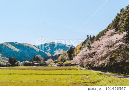桜咲き山の木々が萌える春の里山と青空の飛行機雲の風景 b-4 フィルム調 桜咲き山の木々が萌える春の里山と青空の飛行機雲の風景 b-4 フィルム調 101496567