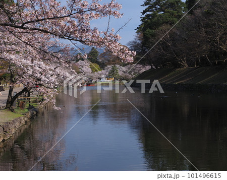 彦根城桜景色 彦根城桜景色 101496615