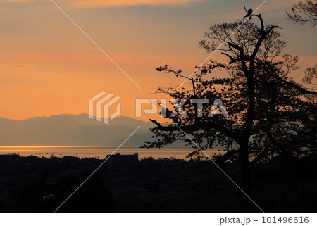 彦根城桜景色 彦根城桜景色 101496616