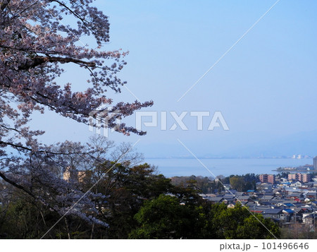 彦根城桜景色 彦根城桜景色 101496646