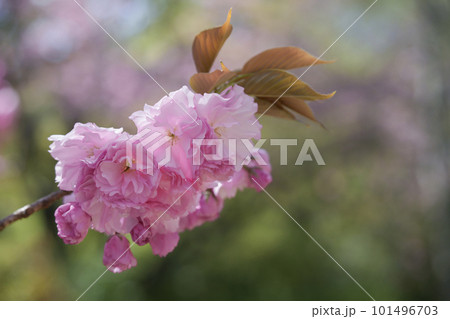 豪華な八重桜 101496703