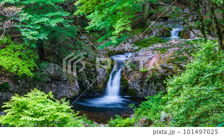 新緑の白賀渓谷 101497025