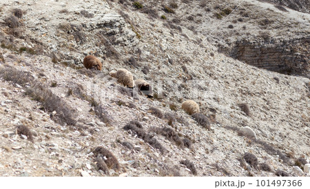 Goats are resting in the rocks on the mountainside. 101497366