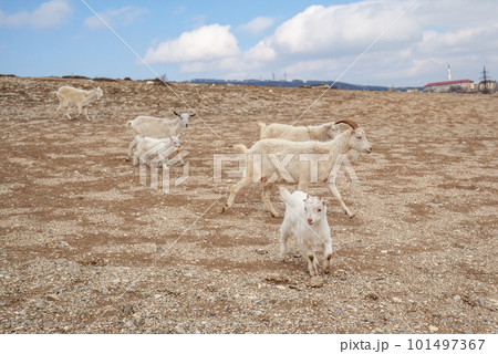 Goats are resting in the rocks on the mountainside. 101497367