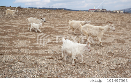 Goats are resting in the rocks on the mountainside. Goats are resting in the rocks on the mountainside. 101497368