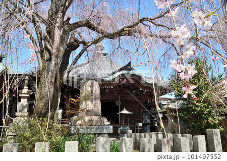 サクラの花に包まれた櫻本坊   【奈良県吉野町】 101497552