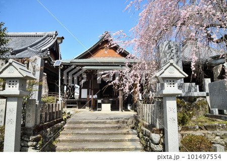 サクラの花に包まれた櫻本坊   【奈良県吉野町】 101497554