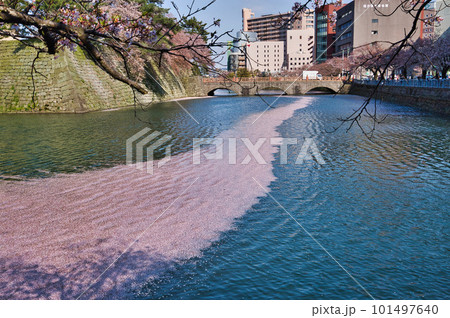 さくら満開の福井県庁お堀 101497640