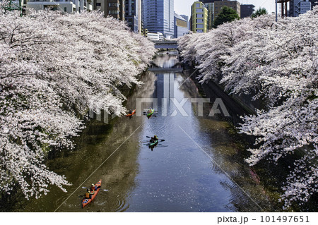 京都　目黒川　ふれあい橋から目黒新橋　満開の桜 101497651