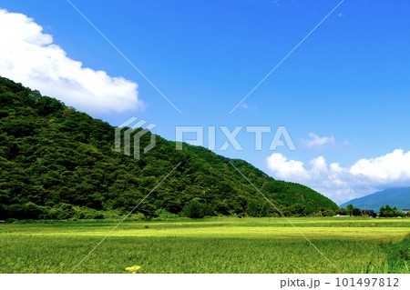 蒜山(ひるぜん)高原の青々とした田んぼが広がる風景 岡山県真庭市蒜山 蒜山(ひるぜん)高原の青々とした田んぼが広がる風景 岡山県真庭市蒜山 101497812