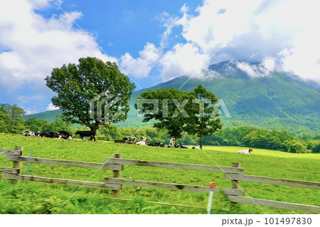 大山隠岐国立公園 大山の裾野の牧場の風景 鳥取県西伯郡伯耆町 大山隠岐国立公園 大山の裾野の牧場の風景 鳥取県西伯郡伯耆町 101497830