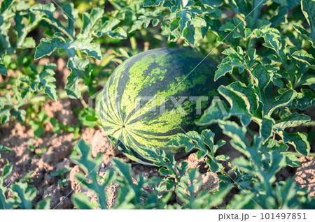 watermelon field with watermelon fruit fresh watermelon on ground agriculture garden watermelon farm with leaf tree plant, harvesting watermelons in the field 101497851