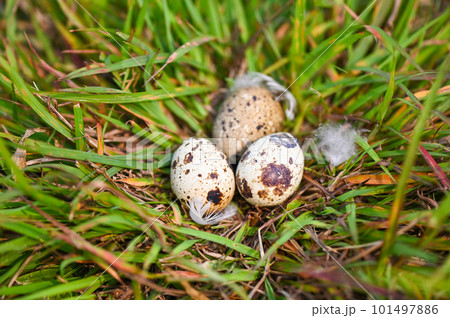 bird nest on grass field with three eggs inside, bird eggs on birds nest and feather in summer forest , eggs easter concept 101497886