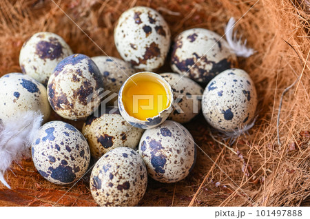 quail eggs on birds nest, fresh quail eggs and feather on wooden table background, raw eggs with peel egg shell 101497888