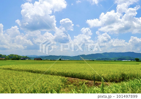 青々とした稲が広がる田んぼの風景　島根県安来市 101497899
