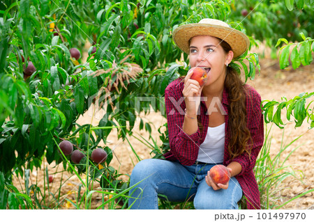 Satisfied girl tastes ripe peach in an orchard Satisfied girl tastes ripe peach in an orchard 101497970