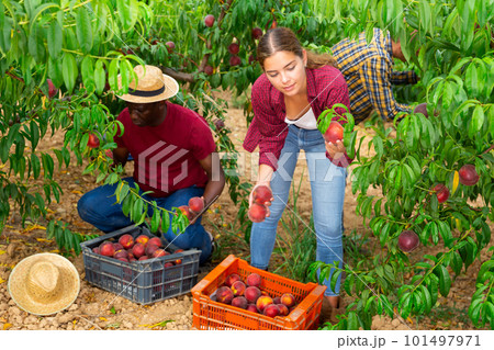 Three plantation workers picking peaches Three plantation workers picking peaches 101497971