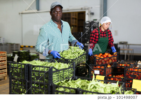 Loader stacks crates of beans in factory warehouse Loader stacks crates of beans in factory warehouse 101498007