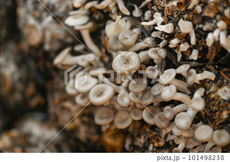 mushroom farm with fresh mushroom growing on mushroom spawn - Lentinus squarrosulus mushroom farm with fresh mushroom growing on mushroom spawn - Lentinus squarrosulus 101498238