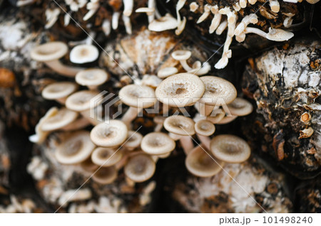 mushroom farm with fresh mushroom growing on mushroom spawn - Lentinus squarrosulus mushroom farm with fresh mushroom growing on mushroom spawn - Lentinus squarrosulus 101498240