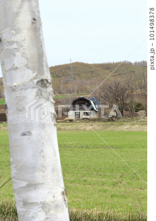 北海道　オホーツク地方　牧草畑の残る古い牛舎 101498378