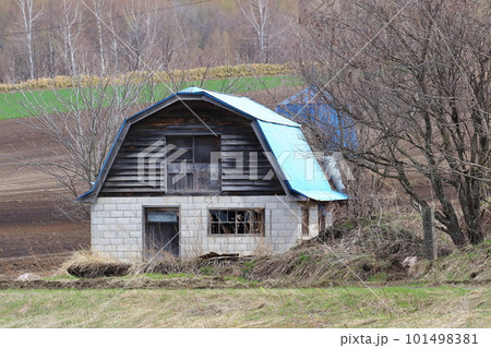 北海道　オホーツク地方　牧草畑の残る古い牛舎 101498381