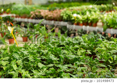 Bushes of variegated syngonium in pots on showcase of garden center Bushes of variegated syngonium in pots on showcase of garden center 101498473