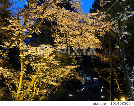 三井寺のライトアップ 三井寺のライトアップ 101498500