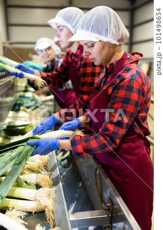 Young women farmers sort leeks 101498654