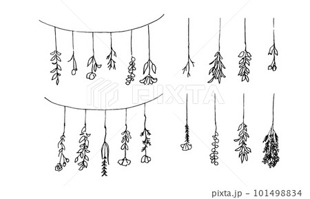 線画。スワッグの線画ベクターイラスト。ナチュラルイメージの植物背景。 101498834