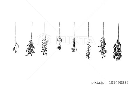 線画。スワッグの線画ベクターイラスト。ナチュラルイメージの植物背景。 101498835