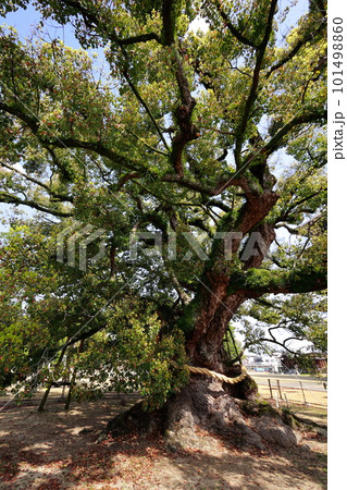 善通寺の新緑に覆われた境内 善通寺の新緑に覆われた境内 101498860