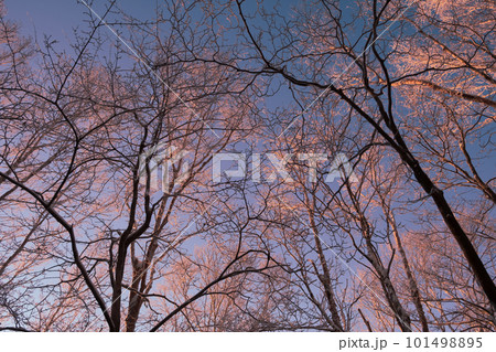 冬の南沢山 101498895