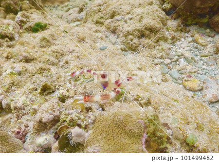 オトヒメエビ オトヒメエビ 101499482