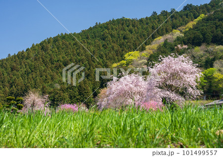 しだれ桜が咲く里山　日本の春 101499557
