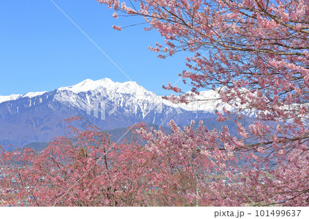 信州の春 桜と残雪の北アルプス 信州の春 桜と残雪の北アルプス 101499637