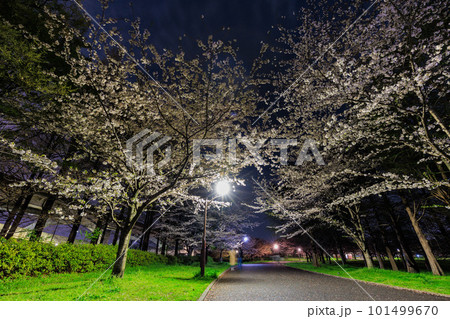 東京都 足立区 舎人公園 満開の桜 東京都 足立区 舎人公園 満開の桜 101499670