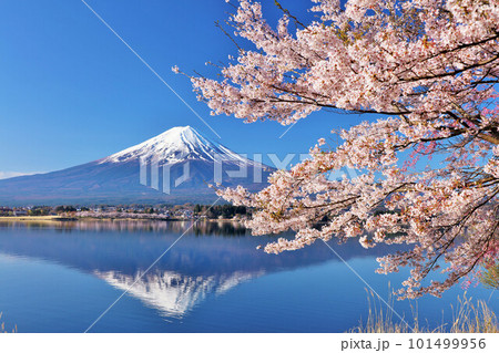 日本の春　富士山と桜 101499956